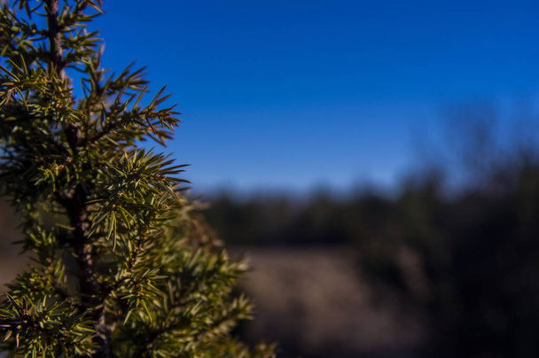 A closeup shot of a tree on blurred background - Photo, image
