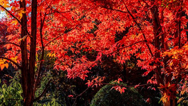 Paesaggio autunnale di foglie rosse nel Parco Nanhu, Changchun, Cina - Foto, immagini