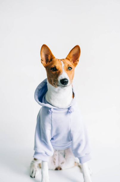 Portrait of funny red white basenji dog wearing hoodie and looking on camera. - Φωτογραφία, εικόνα