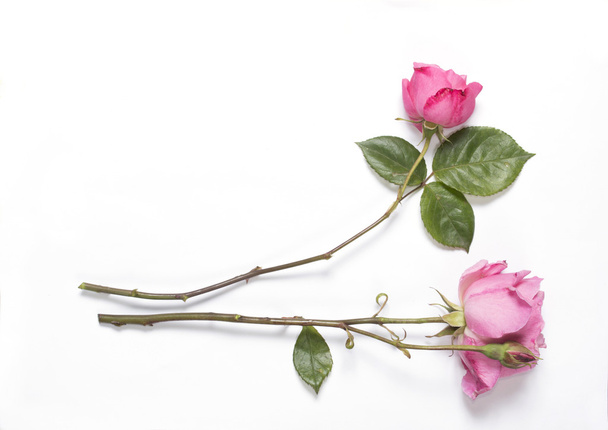 Dos rosas en blanco
 - Foto, Imagen