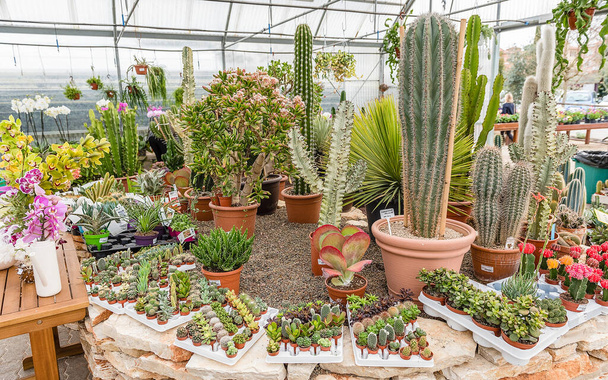 Mix of succulent plants in vases inside a greenhouse - 写真・画像