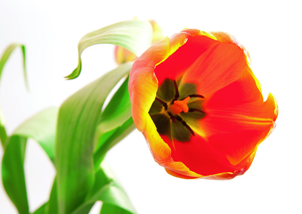 Red tulip - Foto, Imagen