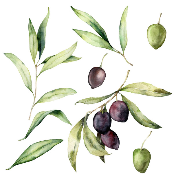 Watercolor set of green and black olives, branches and leaves. Hand painted nature elements isolated on white background. Plants illustration for design, print, fabric or background. - Photo, Image