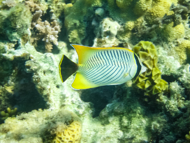 A halak úszni felett a korallzátonyok, a víz alatti világ, a Vörös-tenger. - Fotó, kép