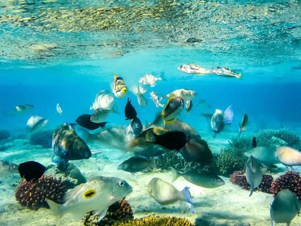 Los peces nadan por encima del arrecife de coral, el mundo submarino del Mar Rojo
. - Foto, imagen