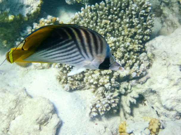 Ryby plavat nad korálový útes, podmořského světa Rudého moře. - Fotografie, Obrázek