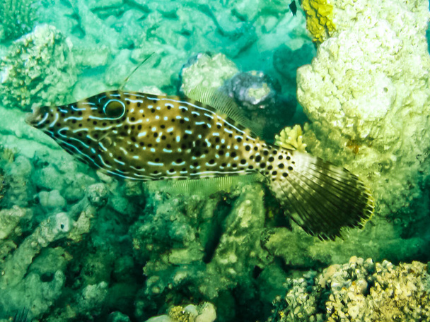 魚が泳ぐサンゴ礁、紅海の水中世界の上. - 写真・画像