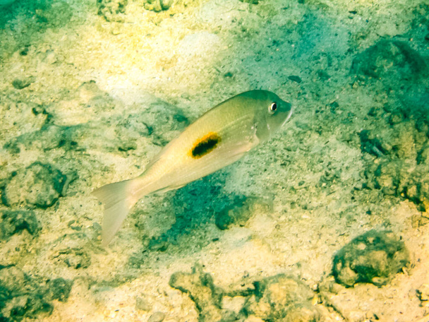 Ryby pływać powyżej rafy koralowej, podwodny świat Morza Czerwonego. - Zdjęcie, obraz