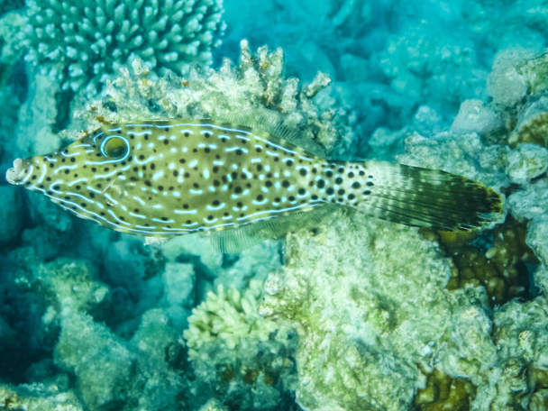 Ryby plavat nad korálový útes, podmořského světa Rudého moře. - Fotografie, Obrázek