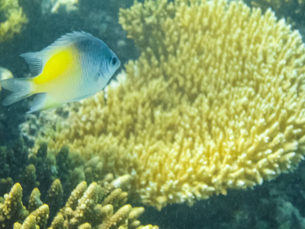 The fish swim above the coral reef, the underwater world of the Red Sea. - Photo, Image