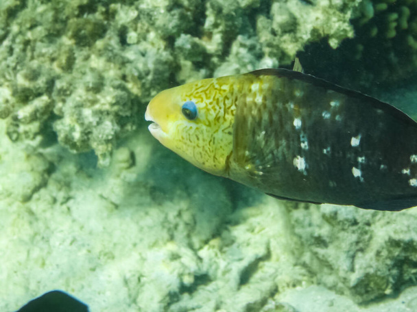 die Fische schwimmen über dem Korallenriff, der Unterwasserwelt des Roten Meeres. - Foto, Bild