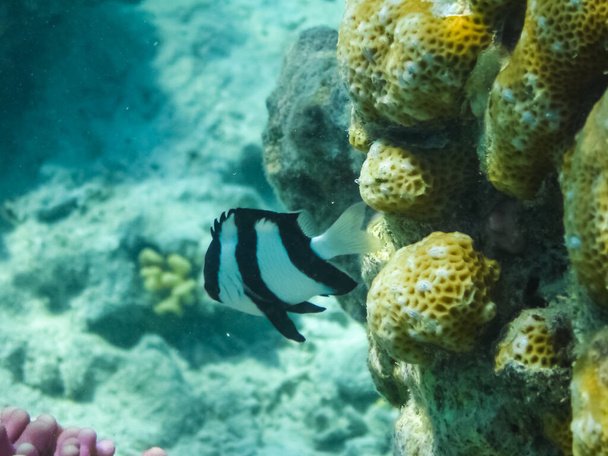 Les poissons nagent au-dessus du récif corallien, le monde sous-marin de la mer Rouge
. - Photo, image