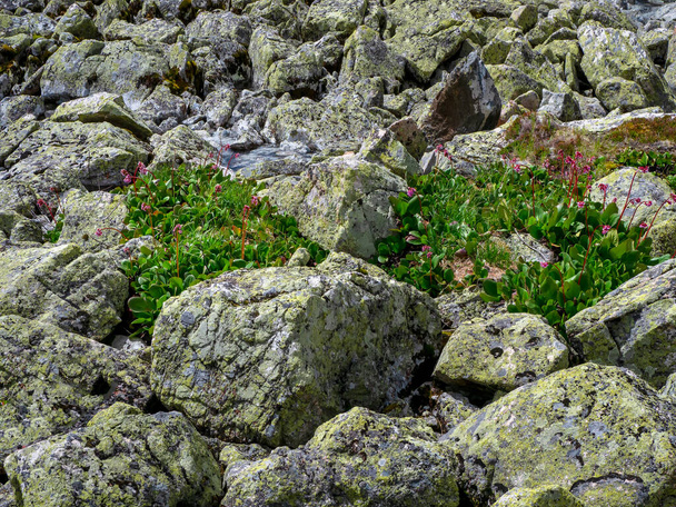 Rozrzucanie mchłych dużych kamieni. Kamienna rzeka (nazywana również kamiennym biegiem, kamiennym strumieniem lub kamiennym morzem) na jesiennych Altai. - Zdjęcie, obraz