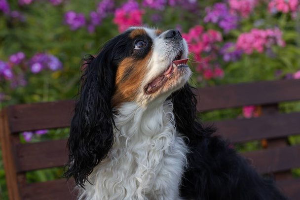 The Cavalier King Charles spaniel dog in the garden on a bench looks into the distance among the beautiful flowers of the Phlox variety. - Фото, изображение