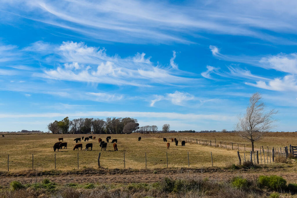 Skot Stádo v argentinské krajině, provincie La Pampa, Patagonie, Argentina. - Fotografie, Obrázek