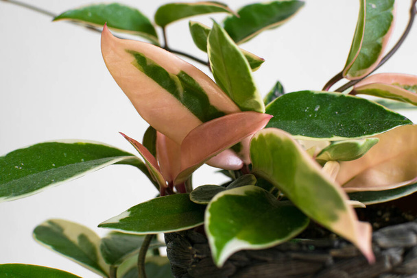 Gevarieerd gebladerte van hoya carnosa variegata "Krimson Queen" op een witte achtergrond. Exotische trendy kamerplant detail met prominente roze variëteit. - Foto, afbeelding