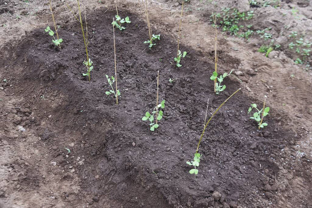 菜園でエンドウ豆の栽培をスナップします。10月の播種翌年の春に収穫されます。ポッドは柔らかく、ポッドと豆の両方を食べることができます. - 写真・画像