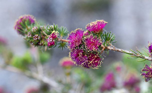 Sárga hangyák és élénk rózsaszín lila virágok az ausztrál Pretty Honey Myrtle, Melaleuca trichophylla, Myrtaceae családból. Endemic Nyugat-Ausztráliában. - Fotó, kép