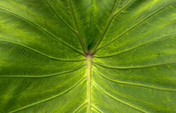 Слон Вушний лист, текстура листя Таро (Colocasia esculenta) для природного фону
 - Фото, зображення