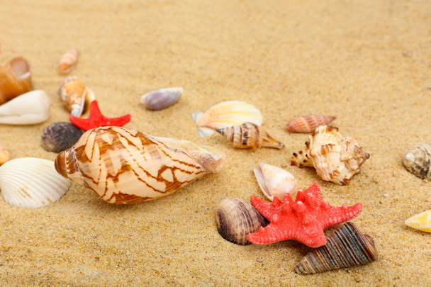 Seashells on sand, close-up - Photo, Image
