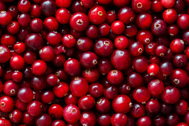 Harvest the red fresh cranberry, close up, top view. Beautiful texture with red berries background - Photo, Image