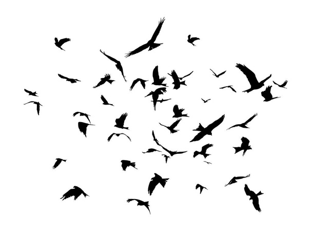 The Flock of birds in flight. - Vektor, obrázek