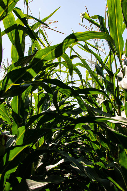 Kukurydza lub kukurydza (Zea mays). Kukurydza jest powszechnie uprawiana na całym świecie i każdego roku produkowana jest większa waga kukurydzy niż jakiekolwiek inne zboże. - Zdjęcie, obraz