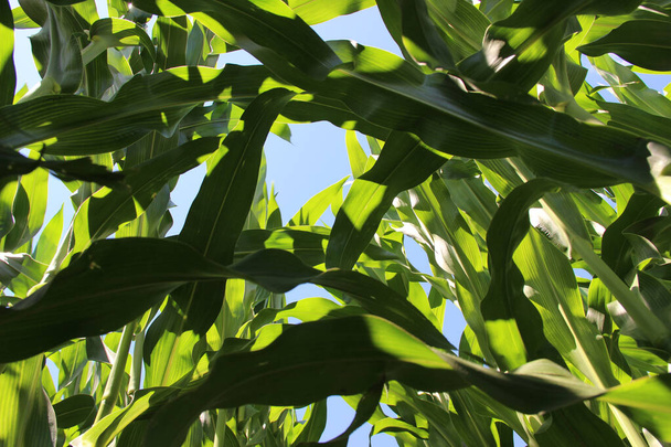 Кукурудза або кукурудза (морські милі). Кукурудза широко культивується по всьому світу, і більша вага кукурудзи виробляється щороку, ніж будь-яке інше зерно
 - Фото, зображення