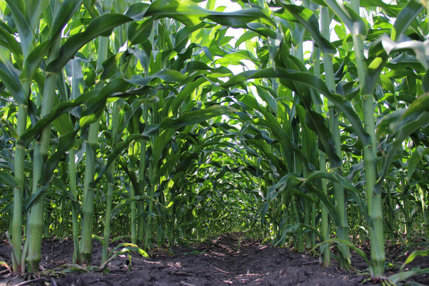 Corn or Maize (Zea mays). Maize is widely cultivated throughout the world, and a greater weight of maize is produced each year than any other grain - Photo, Image