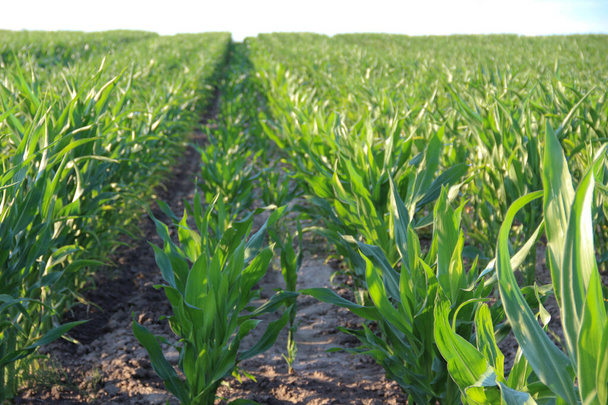 Maíz o maíz (Zea mays). El maíz se cultiva ampliamente en todo el mundo y cada año se produce un mayor peso de maíz que cualquier otro grano. - Foto, Imagen