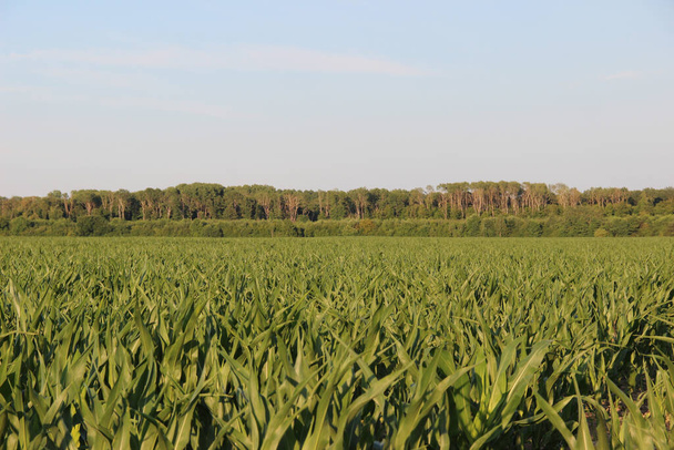 Кукуруза или кукуруза (Zea mays). Кукуруза широко культивируется во всем мире, и каждый год производится больший вес кукурузы, чем любое другое зерно - Фото, изображение