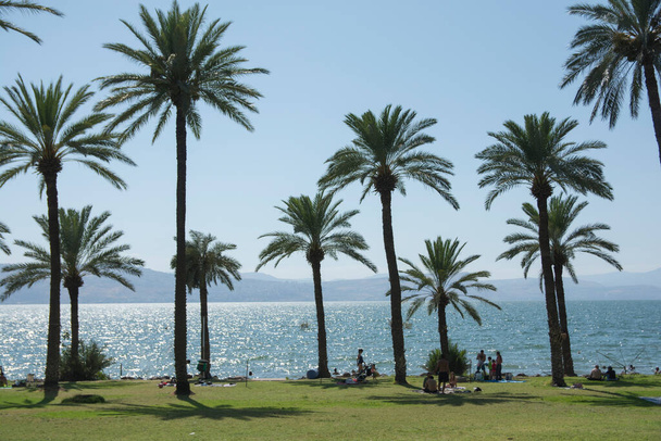 Grandi palme (Phoenix dactylifera) sulla riva orientale del Mare di Galilea, noto anche come Lago di Tiberiade. Ein Gev, Israele - Foto, immagini