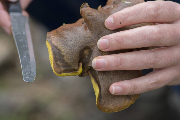 Het plukken van een "huilende boleet" (Suillus collinitus) paddenstoel, een eetbare paddenstoel die in dennenbossen wordt gevonden, met behulp van een mes - Foto, afbeelding
