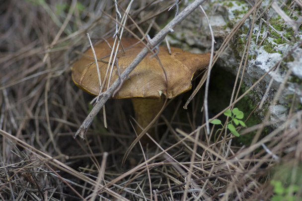 Közelkép egy rejtett "Síró Bolete" (Suillus collinitus), egy ehető gomba található fenyőerdőkben. - Fotó, kép