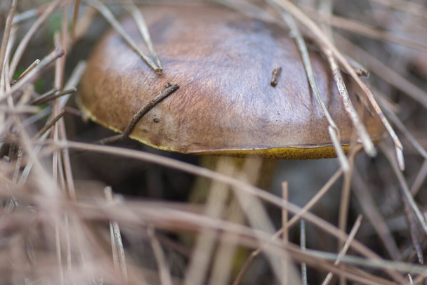 Közelkép egy rejtett "Síró Bolete" (Suillus collinitus), egy ehető gomba található fenyőerdőkben. - Fotó, kép
