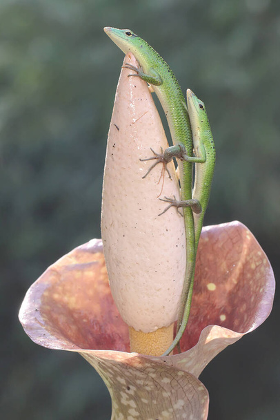 A pair of Emerald Tree Skinks(Lamprolepis smaragdina) are preparing to mate. - Photo, Image