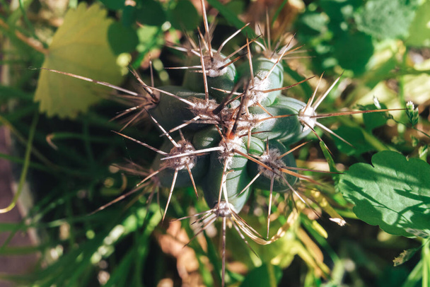 Cerca de cactus hermoso en un fondo de naturalezas. Macro Fotografía Vista. - Foto, Imagen