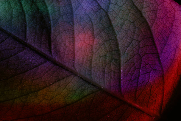 Close up Beautiful abstract leaf in neon light. Minimalism modern style concept. Background pattern for design. Macro photography view. - Photo, Image