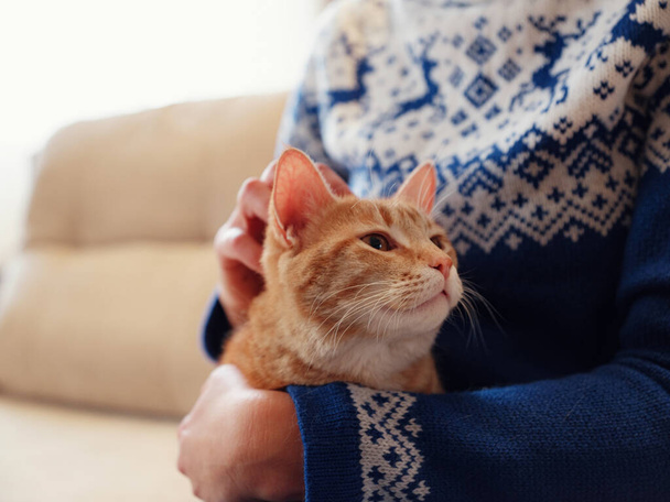 暖かい青の冬のセーターの女性は腕に生姜猫を抱えています。家庭や動物やライフスタイルにおける寒い季節の居心地の良い暖かさの概念. - 写真・画像