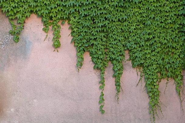Wand teilweise mit japanischer Schlingpflanze bedeckt - Foto, Bild