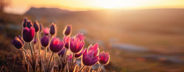 Fialová divoká krokus flavus květ nebo pulsatilla nebo pasque květ rostoucí při západu slunce venku. Časná známka jara. - Fotografie, Obrázek
