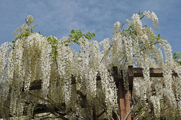 planta de wisteria sinensis alba cresce em uma estrutura de madeira formando uma pérgula - Foto, Imagem