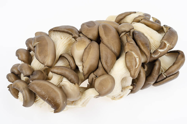 Cogumelos de ostra cultivados cinza fresco de culinária. Foto Estúdio. - Foto, Imagem