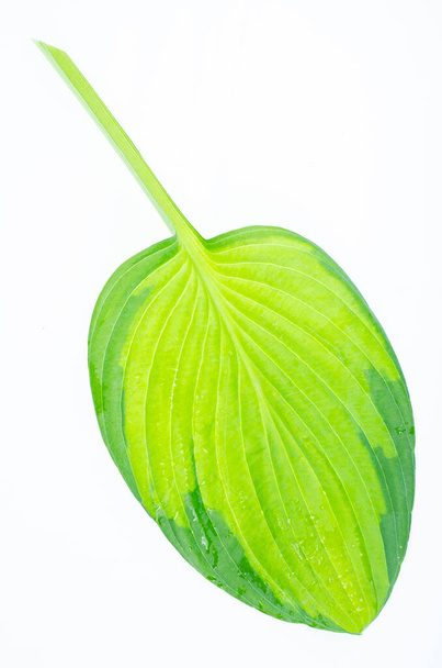 Verschillende variëteiten van hosta bladeren geïsoleerd op witte achtergrond. Foto van de studio - Foto, afbeelding