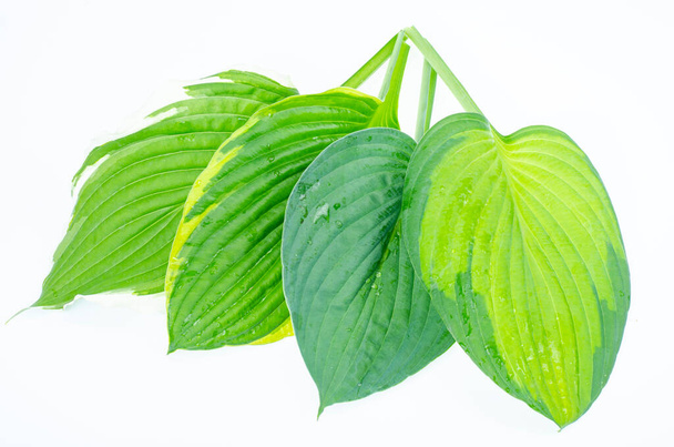 Various varieties of hosta leaves isolated on white background. Studio Photo - Photo, Image