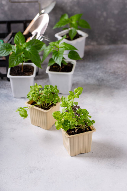 Young plants of basil in pots. Spring seedlings. Gardening concept, springtime. - Фото, изображение