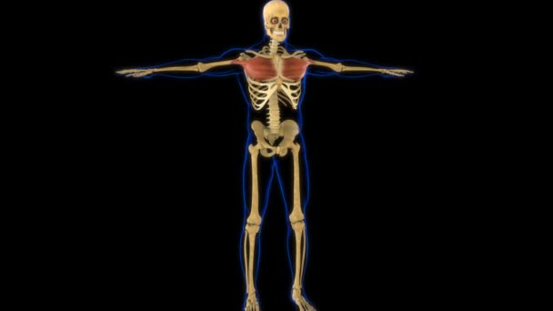 Pectoral Muscle Anatomy For Medical Concept 3D Animation - Footage, Video