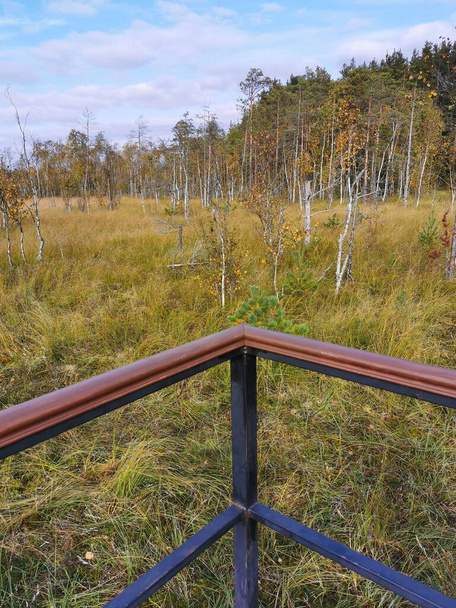 Ponte di osservazione della palude ecotropia Sestroretsk, con vista sull'erba secca della palude e piccoli alberi bassi. In una calda e soleggiata giornata autunnale sullo sfondo di un cielo blu con splendide nuvole. - Foto, immagini