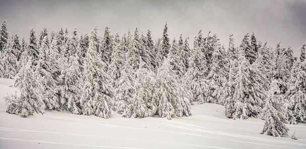 Panorama of the foggy winter landscape in the mountain - Photo, Image