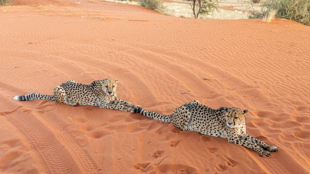 Dos guepardos (Acinonyx jubatus) acostados, desierto de Kalahari, Namibia. - Foto, Imagen